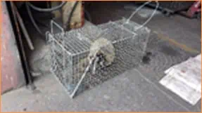 img cage trap